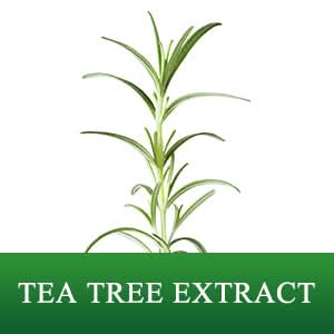 BREYLEE Acne Treatment Cream, Tea Tree Oil Acne Cream for Clearing Severe Acne, Breakout, Remove Pimple and Repair Skin (20ml,0.7oz) - Sccoti